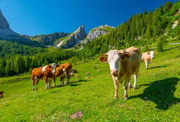 Dolomitinės Alpės